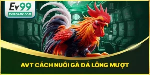 Cách nuôi gà đá lông mượt
