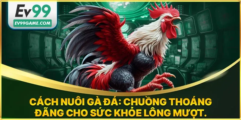 Chuồng gà phải luôn thoáng mát