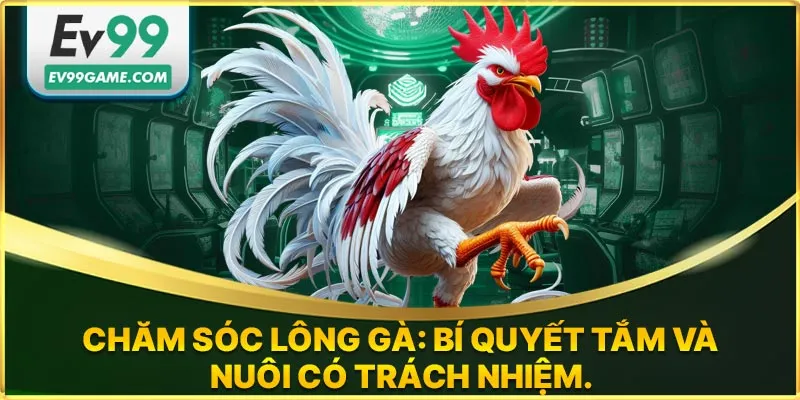 Cách chăm sóc lông gà