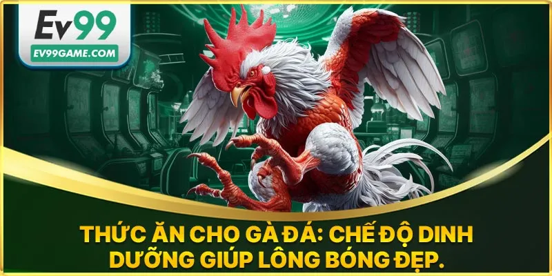 Chế độ dinh dưỡng giúp gà có bộ lông mượt